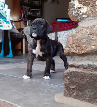 Boxer puppies