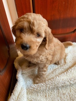 Goldendoodle 