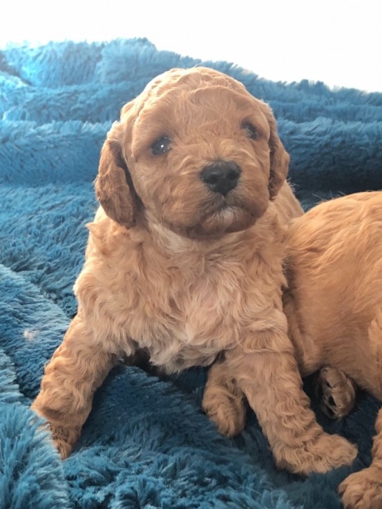 Beautiful  and Wonderful cavapoo puppies