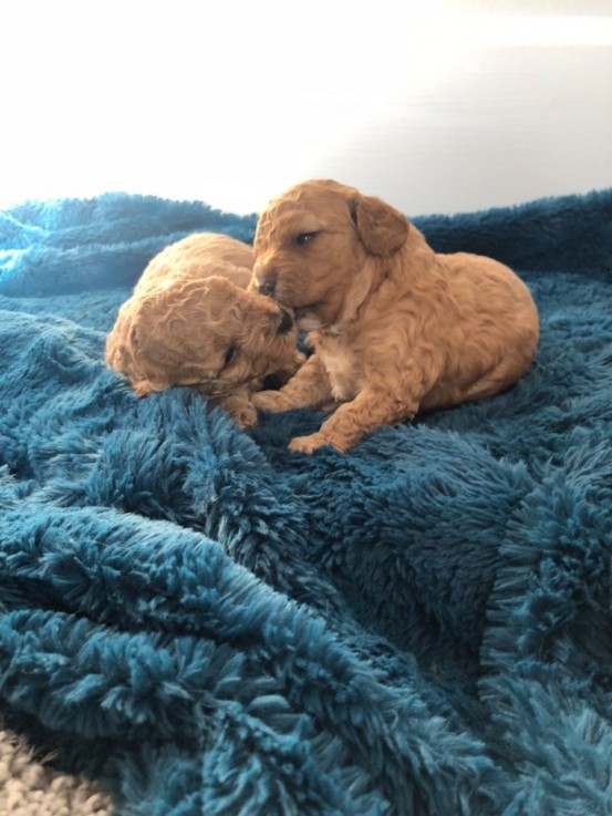 Beautiful  and Wonderful cavapoo puppies