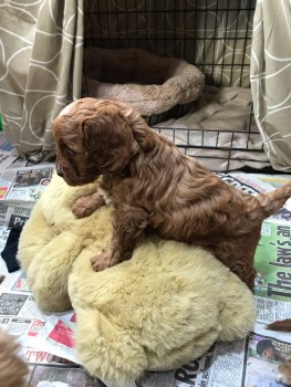 Beautiful  and Wonderful cavapoo puppies