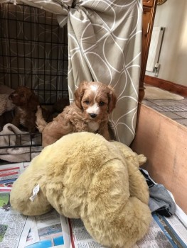 Beautiful  and Wonderful cavapoo puppies