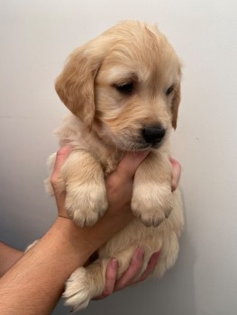 Golden Retriever Puppies awaits you