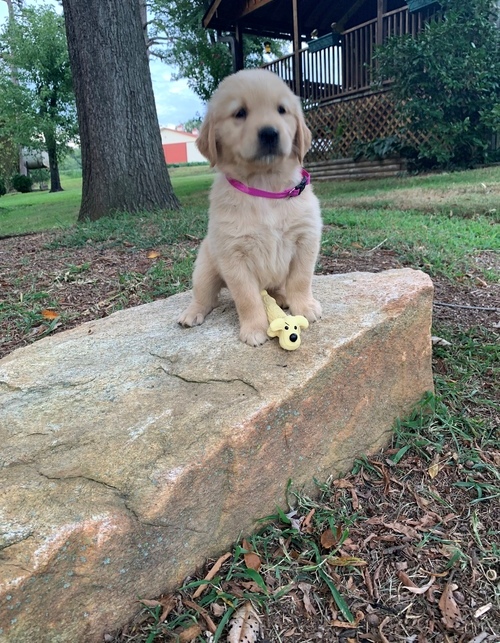 Golden Retriever Puppies awaits you