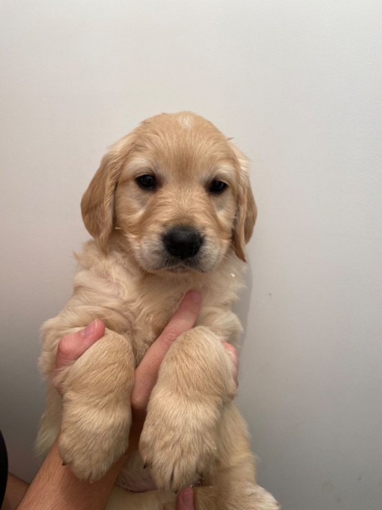 Golden Retriever Puppies awaits you