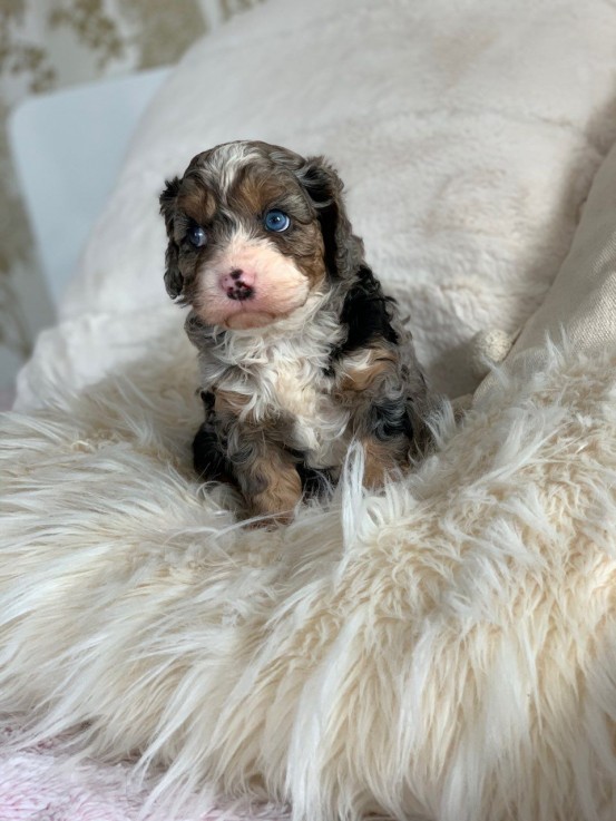 Lovely and Wonderful cavapoo young doggi