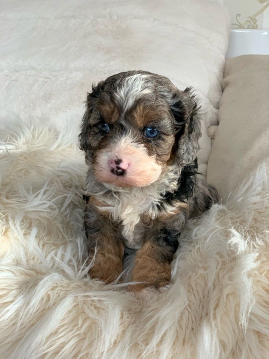 Lovely and Wonderful cavapoo young doggi