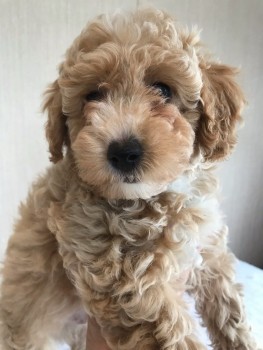 Lovely and Wonderful cavapoo young doggi