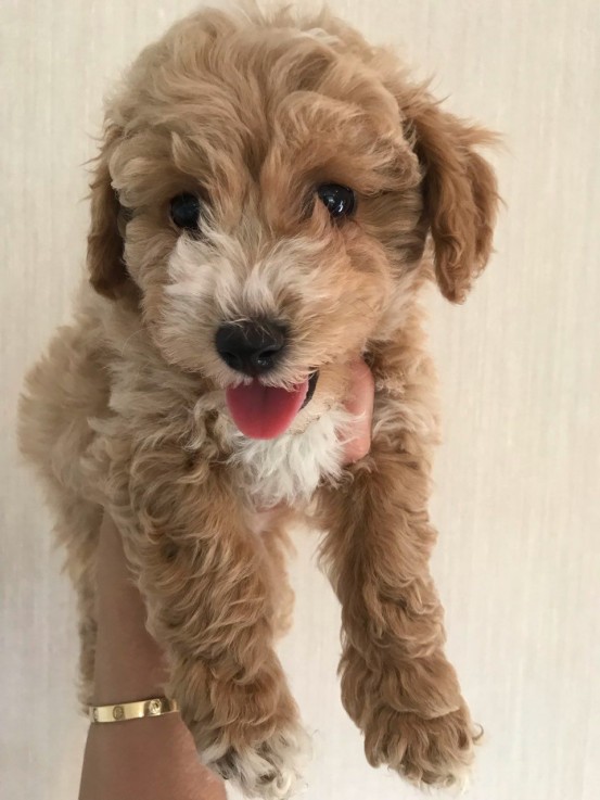 Lovely and Wonderful cavapoo young doggi