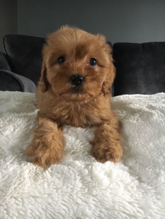 Lovely and Wonderful cavapoo young doggi