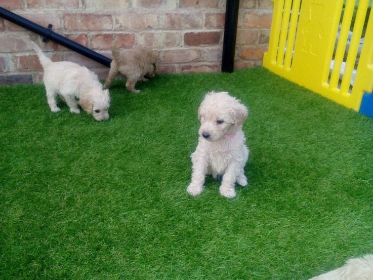 Lovely and Wonderful cavapoo young doggi