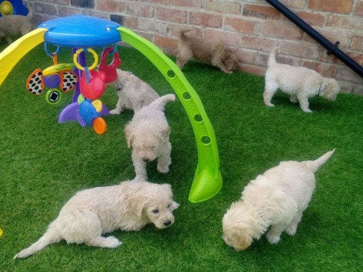 Lovely and Wonderful cavapoo young doggi