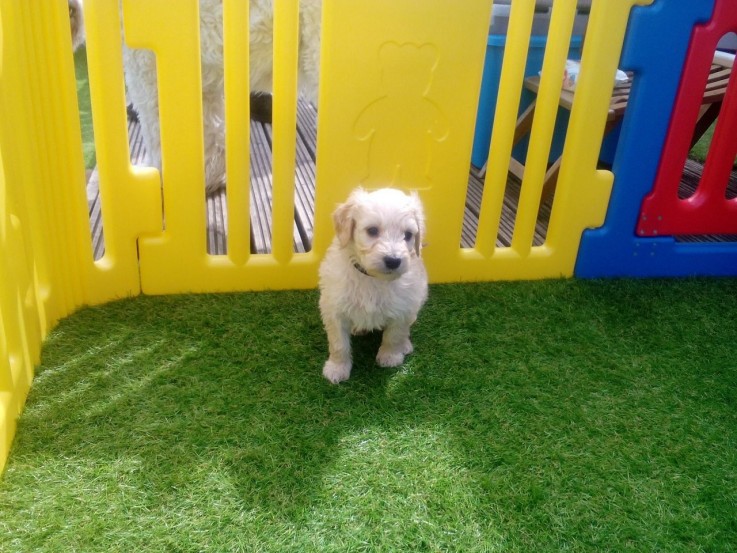 Lovely and Wonderful cavapoo young doggi