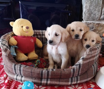 Brilliant Retriever Puppies anticipates 