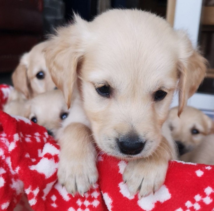 Brilliant Retriever Puppies anticipates 