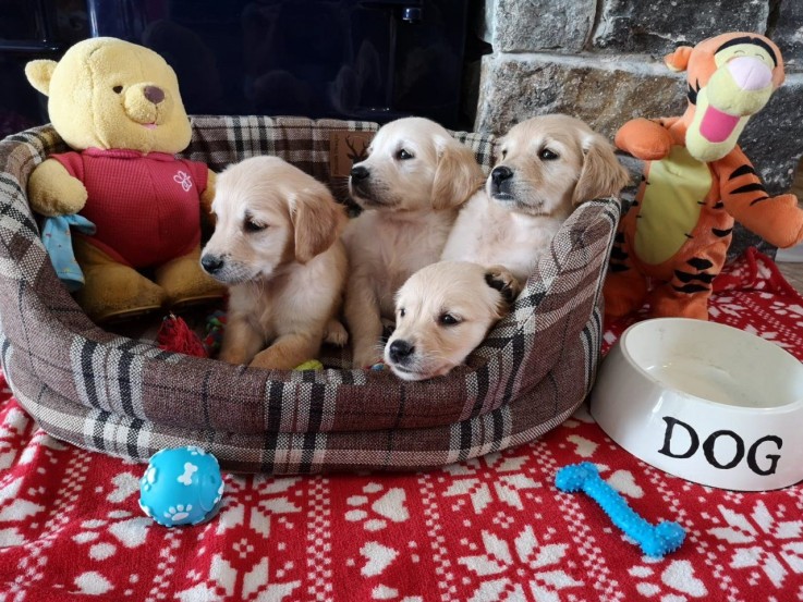 Brilliant Retriever Puppies anticipates 