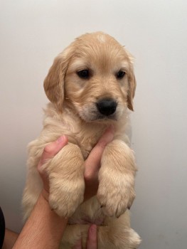 Golden Retriever Puppies awaits you