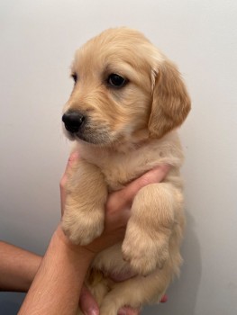 Golden Retriever Puppies awaits you