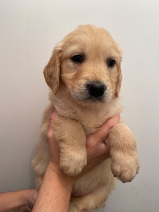 Golden Retriever Puppies awaits you