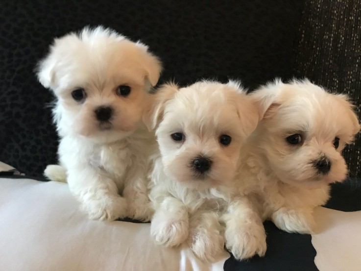 Maltese Puppies awaits you Puppies await