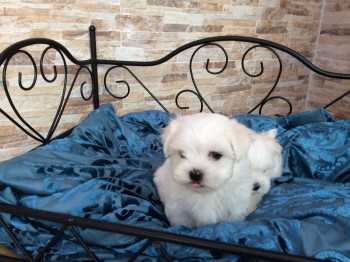 Maltese Puppies awaits you Puppies await