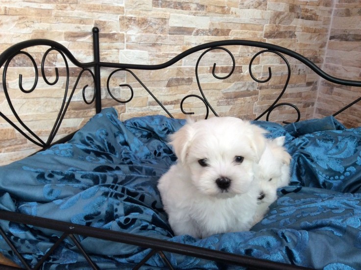 Maltese Puppies awaits you Puppies await