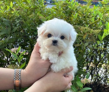 Maltese puppies