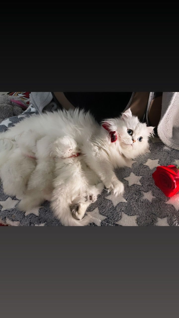 Persian Kittens