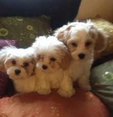 Healthy Cavachon Pups for sale.