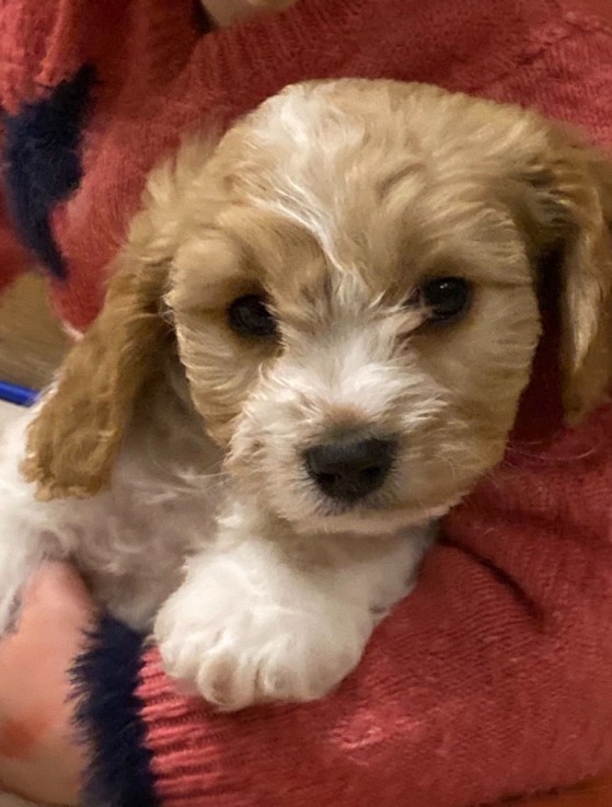 Healthy Cavachon Pups for sale.