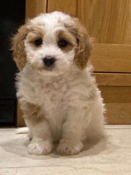 Healthy Cavachon Pups for sale.