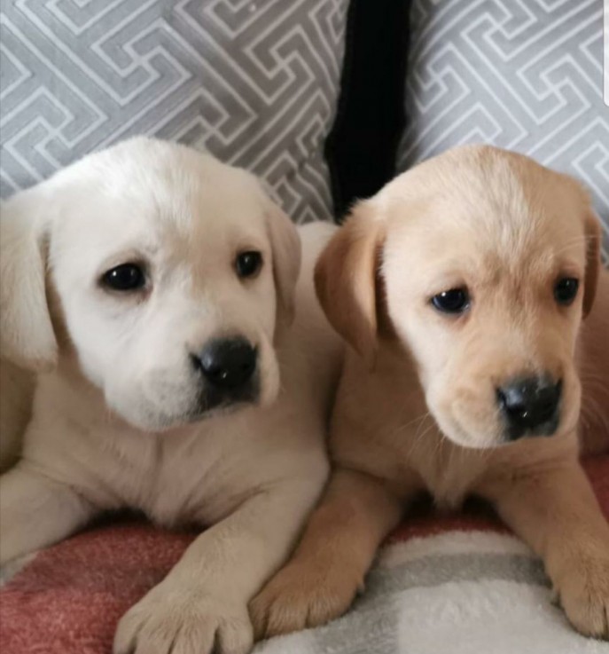 Adorable Labrador Pups for sale.