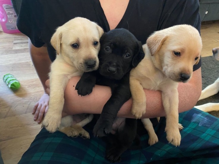 Adorable Labrador Pups for sale.