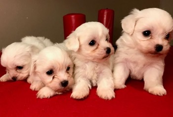 Gorgeous Maltese Pups Available.