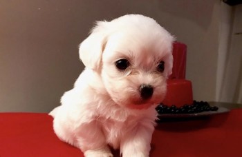 Gorgeous Maltese Pups Available.