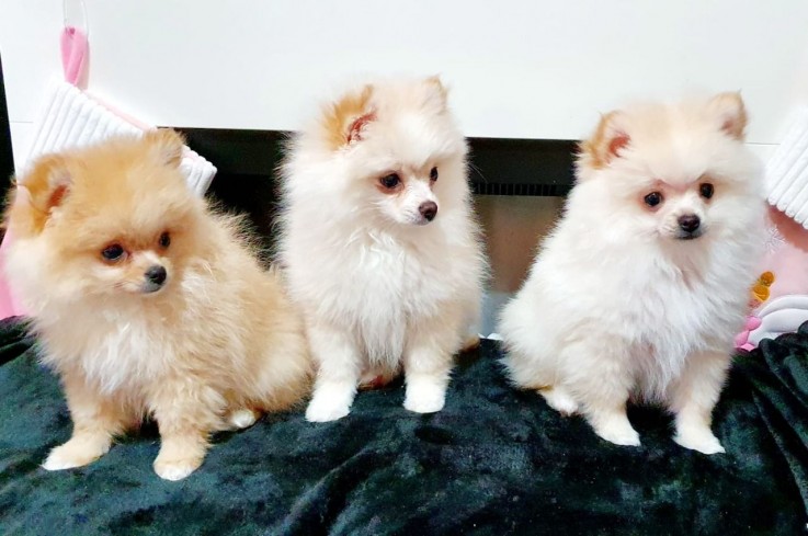 Beautiful Pomeranian Pups for sale.