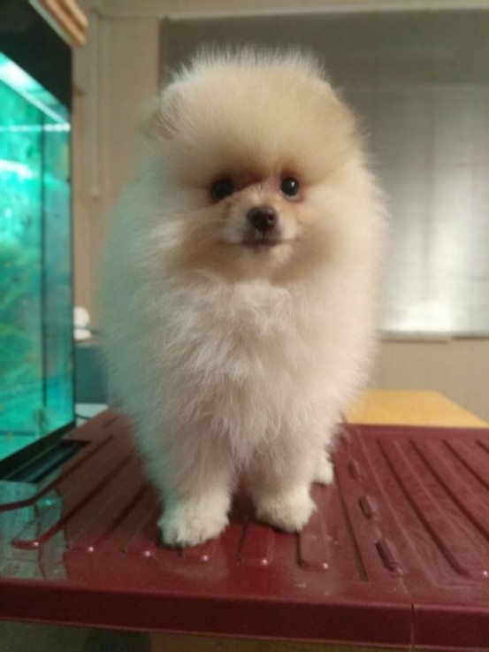 Beautiful Pomeranian Pups for sale.