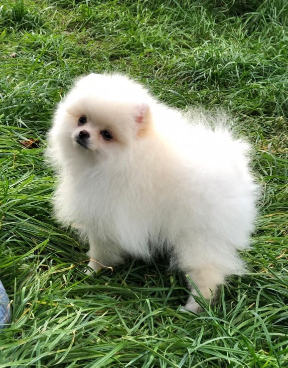 Beautiful Pomeranian Pups for sale.