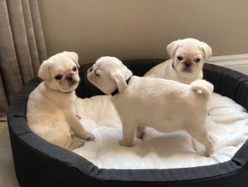 Pug Pups Available.