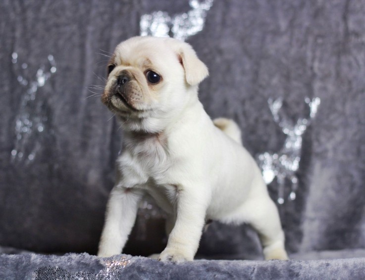 Pug Pups Available.