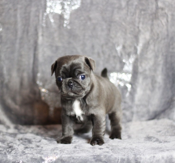 Pug Pups Available.