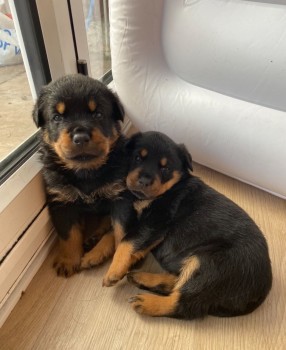 Stunning Rottweiler For Sale.