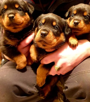 Stunning Rottweiler For Sale.