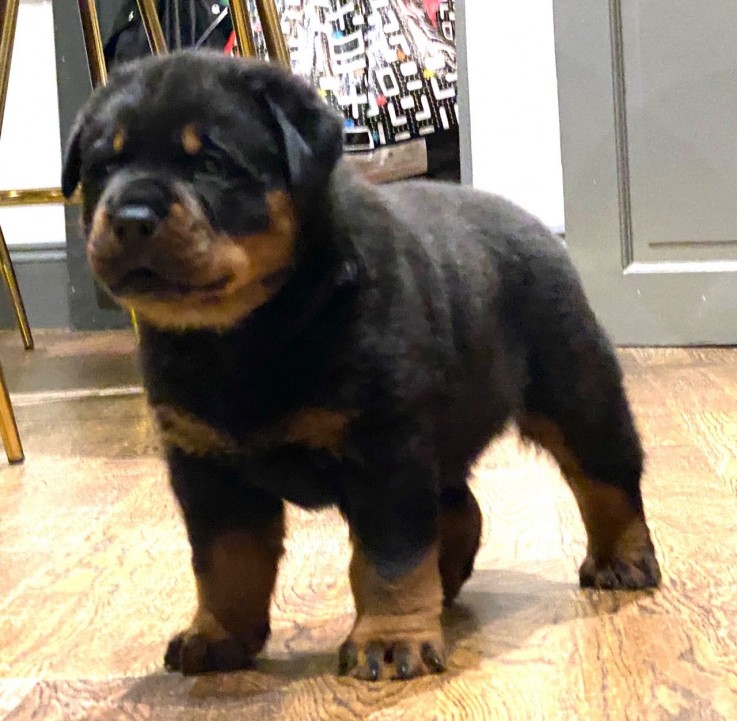 Stunning Rottweiler For Sale.