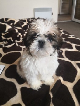 Beautiful Shih Tzu Pups For Sale.