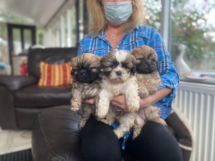 Beautiful Shih Tzu Pups For Sale.