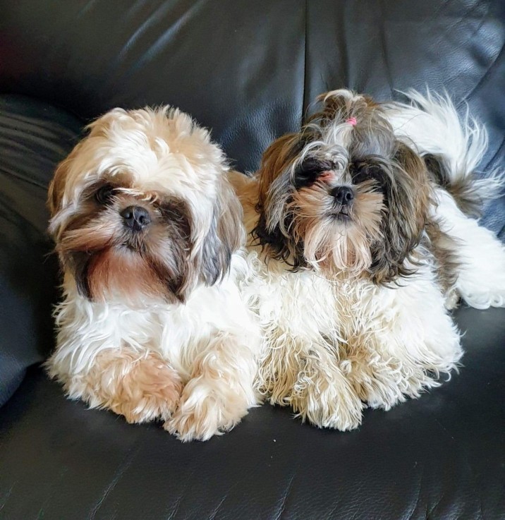 Beautiful Shih Tzu Pups For Sale.