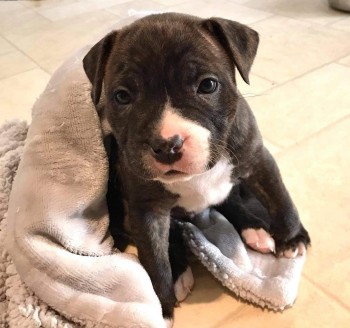 Amazing Staffordshire Bull Pups For Sale