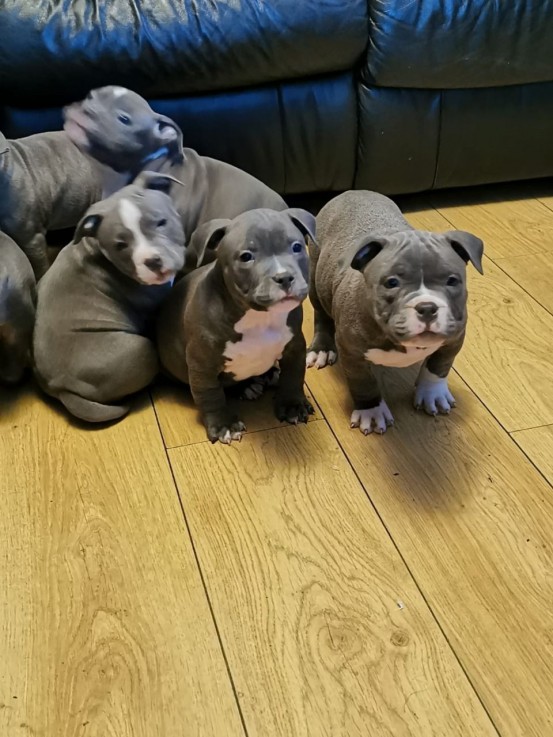 Amazing Staffordshire Bull Pups For Sale