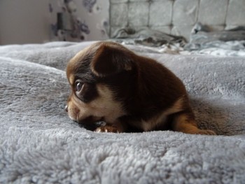 Lovable and cuddly Chihuahua puppies are